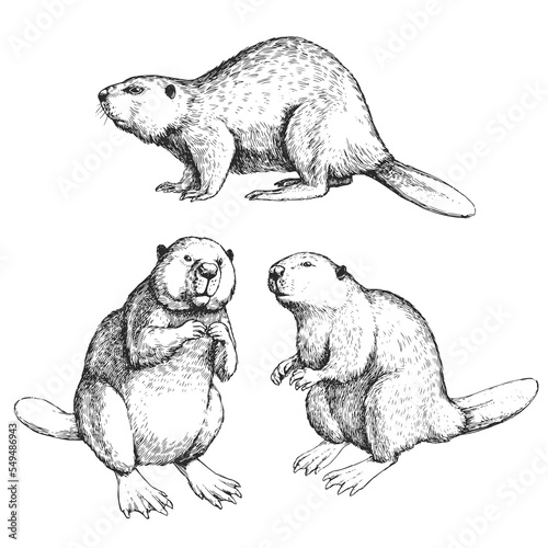 Vector hand-drawn set of illustrations of  beavers isolated on a white background. Sketches of animals in the style of engraving.