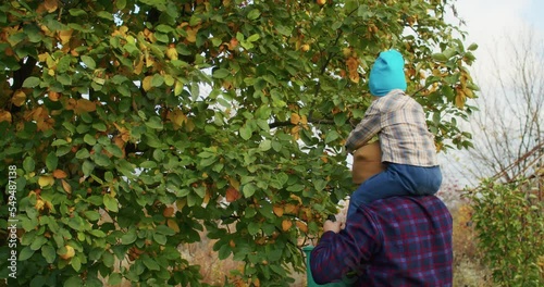 little happy child picking apples with grandfather in the garden in autumn. autumn garden and harvest by child and grandfather
