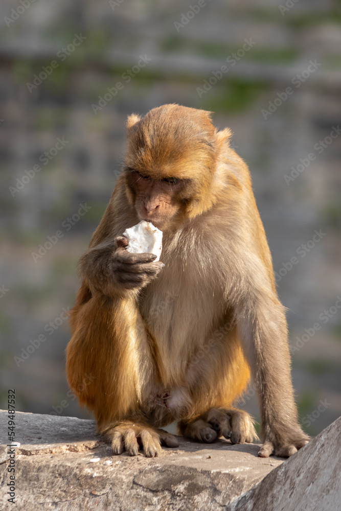 Monkey eating coconut. Taste of hunger. Monkey eating coconut. Taste of hunger.
