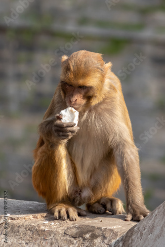 Monkey eating coconut. Taste of hunger. 