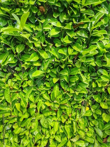 A green, leafy wall along the fence. Green background with small leaves. © inguunal
