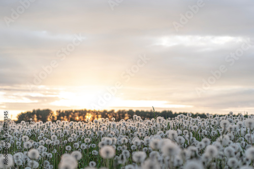 field, dandelion, landscape, sky, agriculture, nature, farm, tree, rural, summer, clouds, countryside, plant, blue, autumn, soil, winter, land, farming, coast, earth, green, grass, crop, sunset