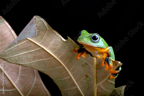 Flying green tree frog on a leaf