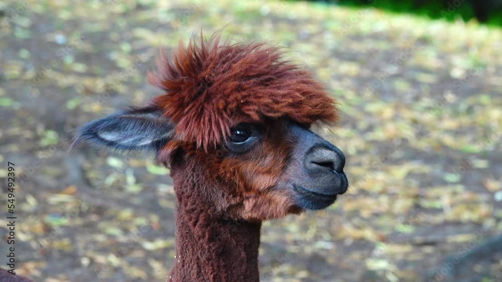 portrait of a sheared brown alpaca on a blurred background
