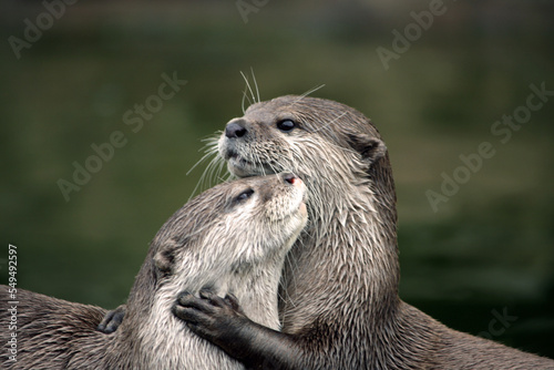 A pair of Oriental Short-Clawed Otters cuddling photo