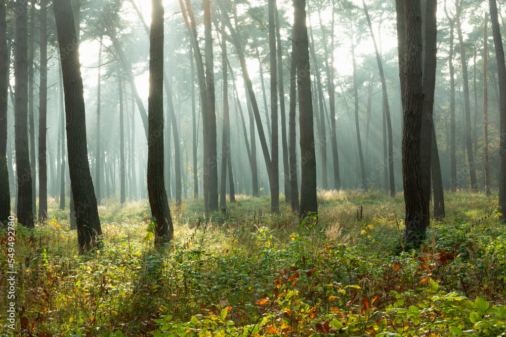 Misty autumn forest illuminated by the sun Misty autumn forest illuminated by the sun
