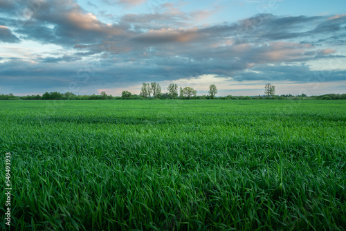 Green field with grain and evening clouds