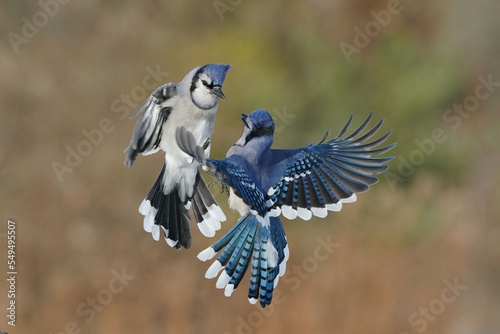 Blue Jays fighting over food in fall with forested background