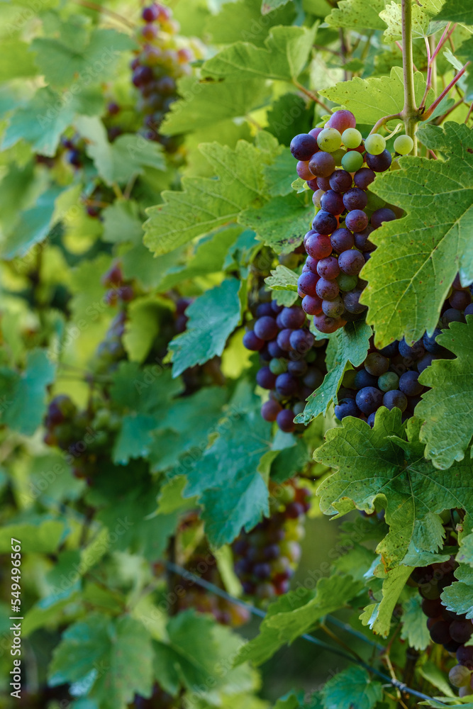 Ripe and big red wine grapes in the sunlight in a German vineyard near Taubertal.