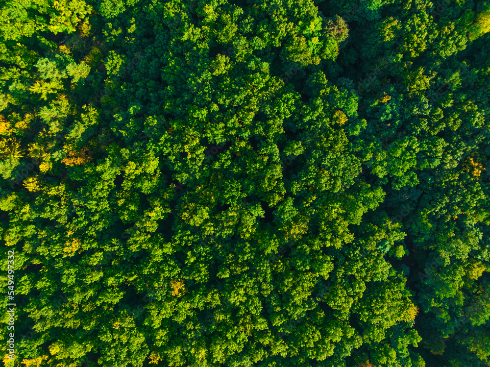 A view from the air on huge areas of the forest. Forest landscape concept, big forest. Environmental protection, care for nature. A view from the air on huge areas of the forest. Forest landscape concept, big forest. Environmental protection, care for nature.