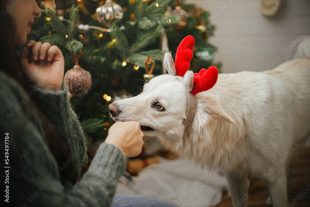 Happy woman playing with cute dog with santa hat near stylish christmas tree. Pet and winter holidays. Merry Christmas! Adorable funny danish spitz dog in reindeer antlers playing in festive room
