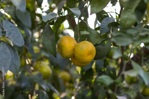 Mandarin, citrus unshiu on the tree. Close-up of ripe juicy mandarin oranges in greenery on tree branches.