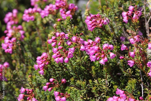Pink mountain wildflowers
