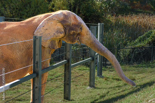Photography Young, Cute Elephant Extending Trunk over Fence for Food at the Baltimore Zoo in