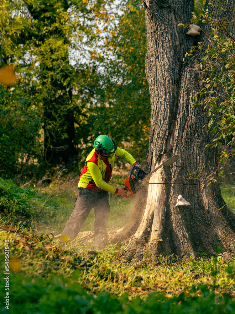 cut to cut down a large dead tree cut to cut down a large dead tree