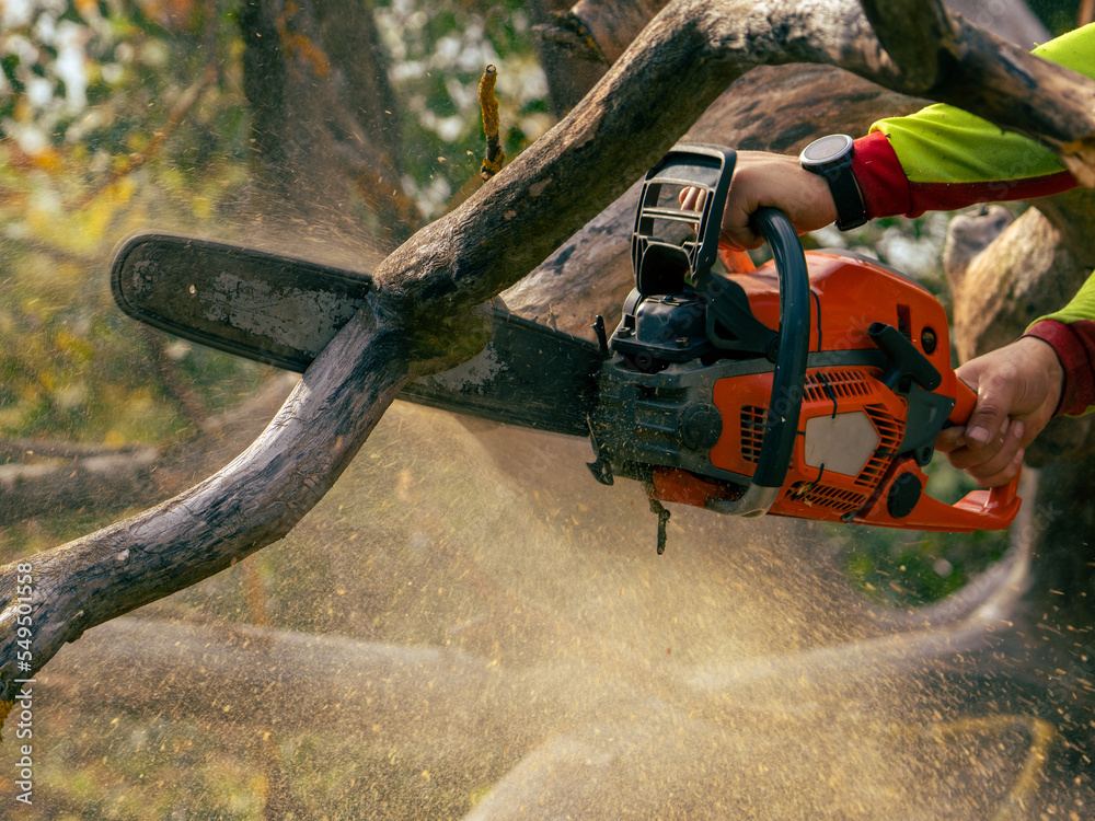 cutting off a dead branch while holding a chainsaw