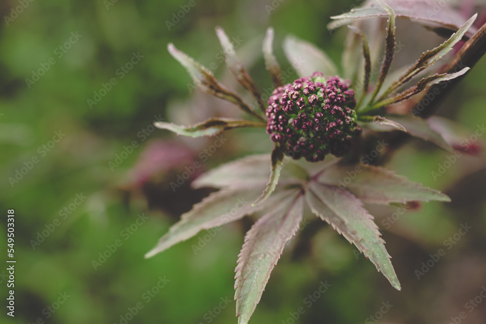 Black elderberry elder bush blooming. Floral spring summer natural background. Beautiful flower. Black elderberry elder bush blooming. Floral spring summer natural background. Beautiful flower.