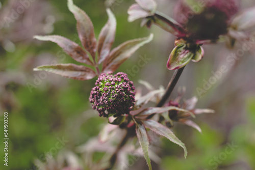Black elderberry elder bush blooming. Floral spring summer natural background. Beautiful flower.