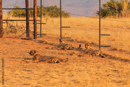 Cheetahs in the Namibian savannah, Solitaire, Namibia, South Africa.