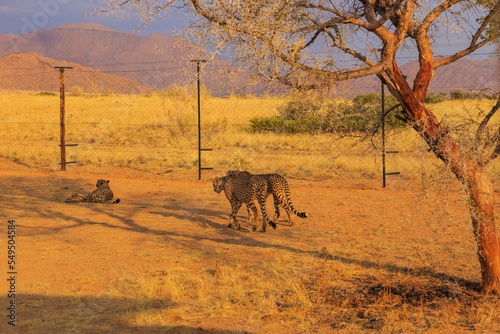 Cheetahs in the Namibian savannah, Solitaire, Namibia, South Africa.
