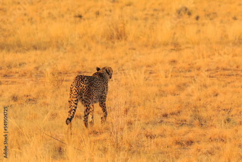 Cheetahs in the Namibian savannah, Solitaire, Namibia, South Africa.