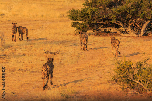 Cheetahs in the Namibian savannah, Solitaire, Namibia, South Africa.