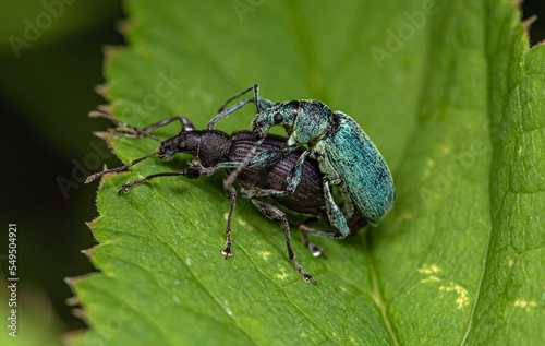 A black female weevil mates with a turquoise male on a leaf of grass