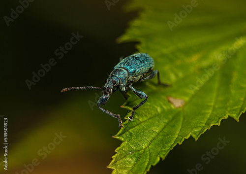 A small weevil covered with turquoise-green hairs crawls along the edge of a green leaf. © Alex
