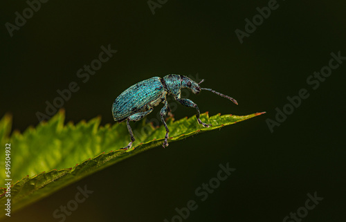A small weevil covered with turquoise-green hairs crawls to the edge of a leaf of grass