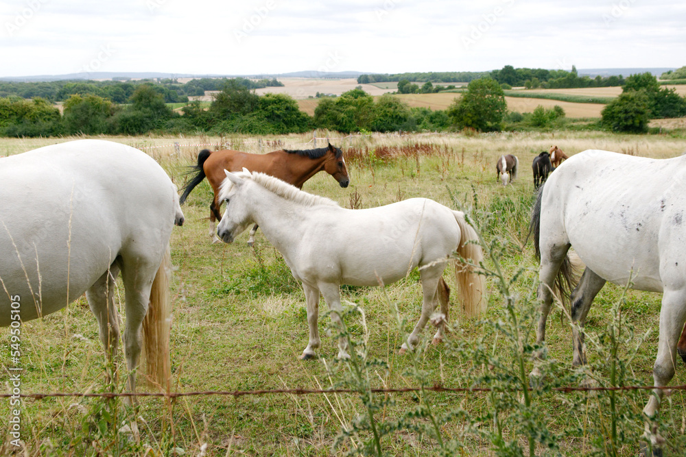 Fototapeta premium cheval