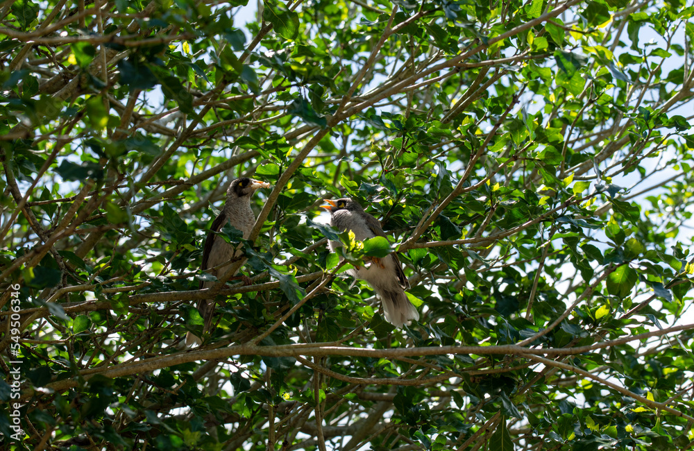 Australian Noisy Miner (Manorina melanocephala) Australian Noisy Miner (Manorina melanocephala)