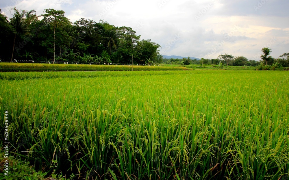 Green and Wide Rice Fields. Green and Wide Rice Fields.