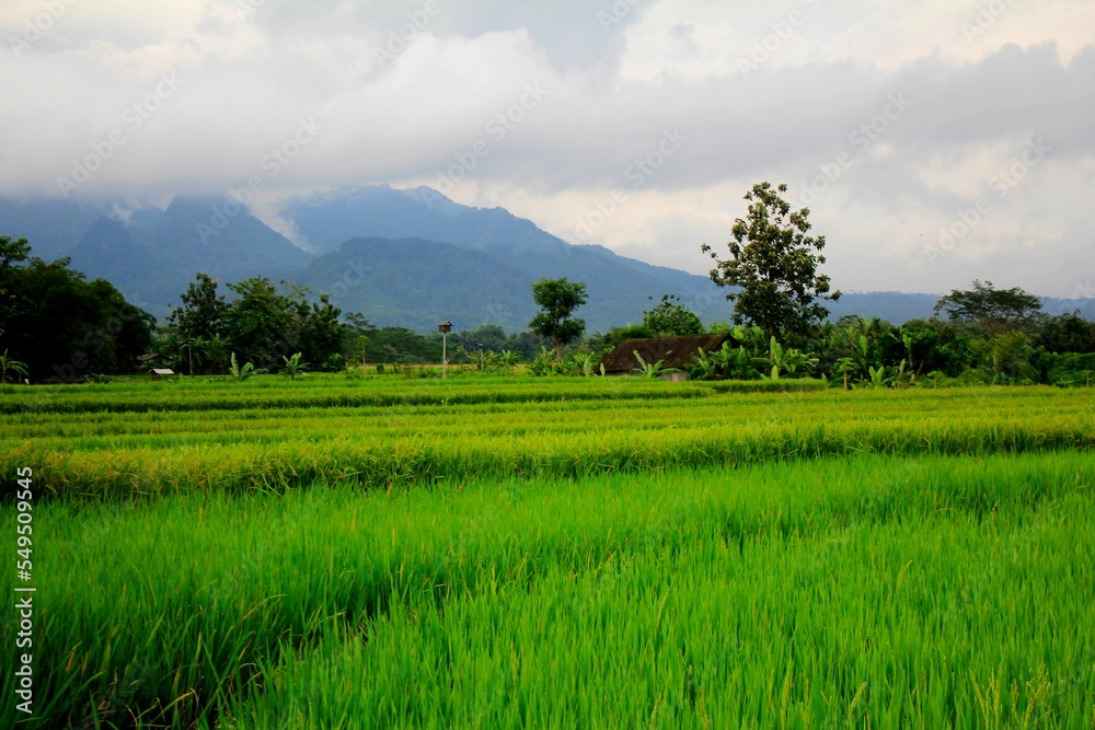 Wide Rice Fields with Hill Backgorund Wide Rice Fields with Hill Backgorund