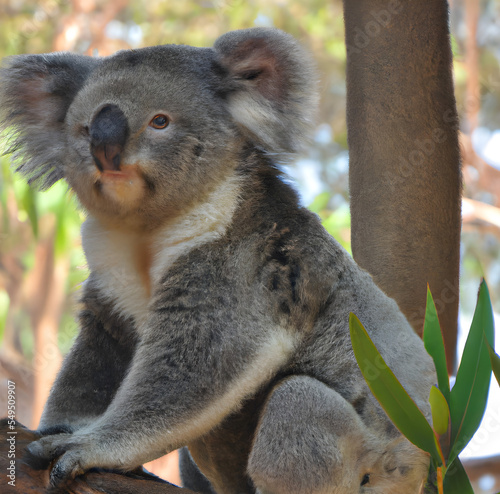 Canvas Print koala in a tree