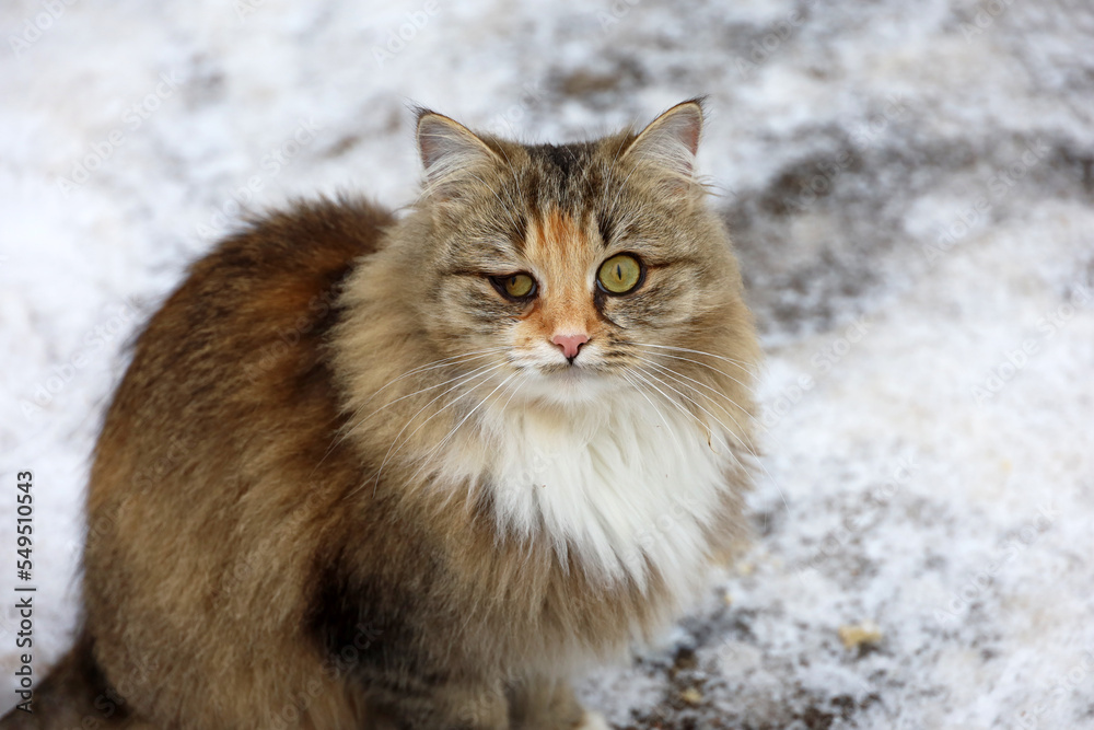 Fluffy cat with a sore eye sitting on a snow on winter street and looking into camera Fluffy cat with a sore eye sitting on a snow on winter street and looking into camera