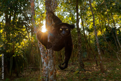 Indri indri - Babakoto the largest lemur of Madagascar has a black and white coat, climbing or clinging, moving through the canopy, herbivorous, feeding on leaves and seeds, fruits and flowers photo