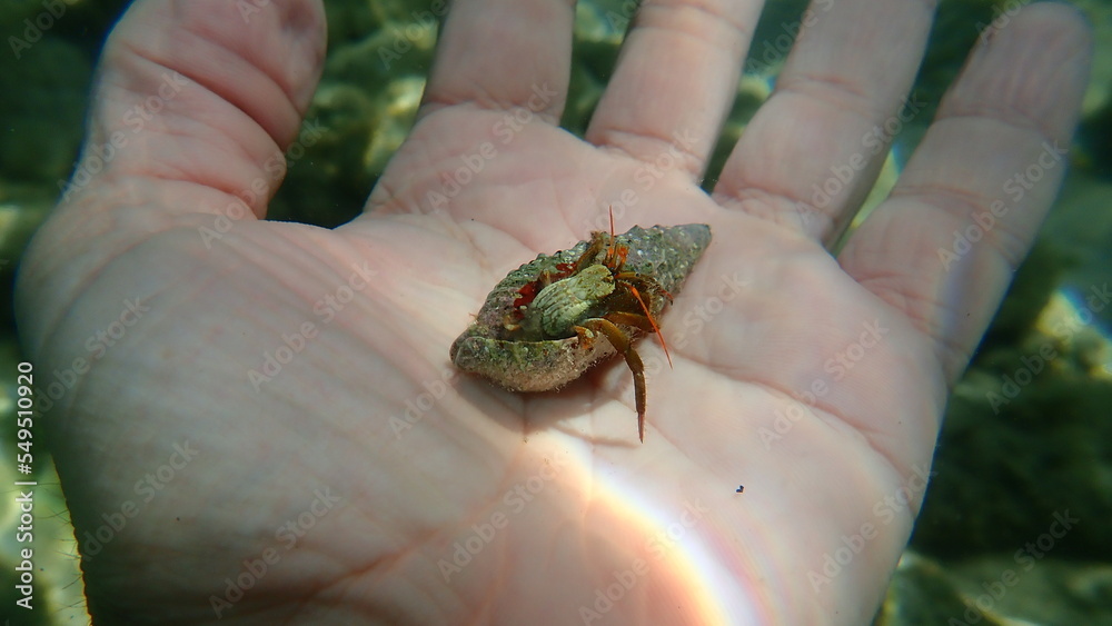 Obraz premium Mediterranean rocky shore hermit crab or Mediterranean intertidal hermit crab (Clibanarius erythropus) on the hand of a diver, Aegean Sea, Greece, Thasos island