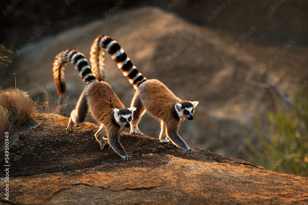 Obraz premium Ring-tailed Lemur - Lemur catta large strepsirrhine primate with long, black and white ringed tail, endemic to Madagascar and endangered, in Malagasy as maky, maki or hira. Pair on the rock