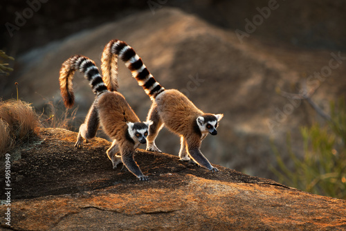 Tablou canvas Ring-tailed Lemur - Lemur catta large strepsirrhine primate with long, black and white ringed tail, endemic to Madagascar and endangered, in Malagasy as maky, maki or hira