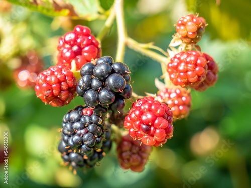 Closeup shot of tasty raspberries and blackberries found growing in nature