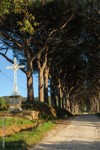 Pinienalle bei Pierrefeu-du-Var 