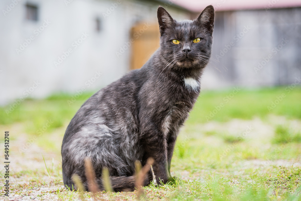 A black cat is sitting on the grass. A black cat is sitting on the grass.