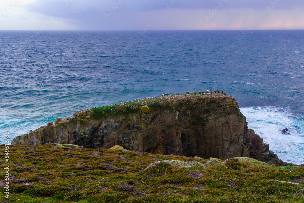 Rock with various seabirds, in the Lands End, Cornwall