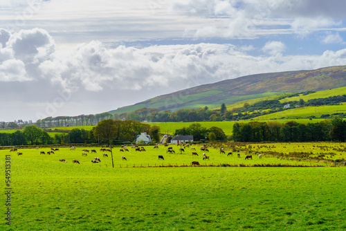 Countryside and cattle in the Kintyre peninsula