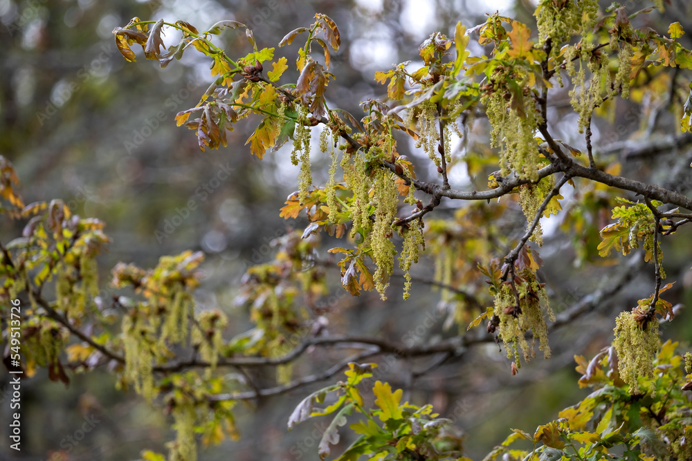 Sessile oak male catkins Sessile oak male catkins