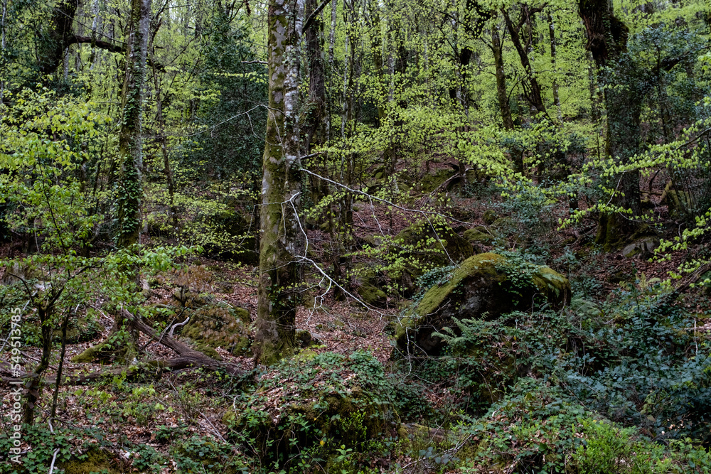 Fototapeta premium Different shades of green in springtime forest