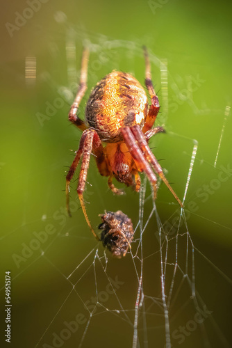 An Arabesque Orbweaver (Neoscona arabesca) is about ready for a meal. Raleigh, North Carolina.