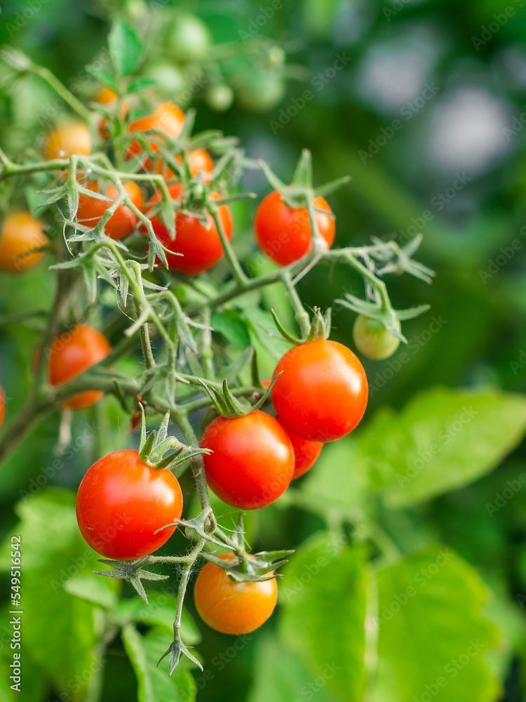 Ripe tomato plant growing. Fresh bunch of red natural tomatoes on a branch in organic vegetable garden.