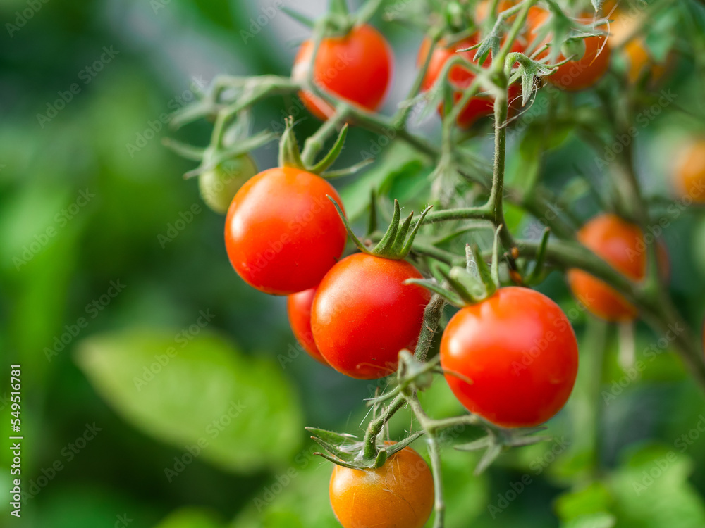 Ripe tomato plant growing. Fresh bunch of red natural tomatoes on a branch in organic vegetable garden.