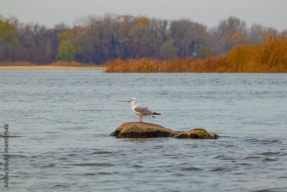 Fototapeta premium A gull bird (Larus) stands on a stone protruding from the water on the Dnieper River on an autumn day. Forest on the horizon. Nature of Ukraine